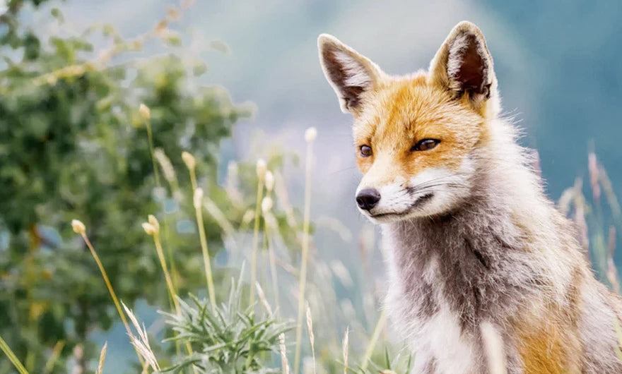 Ein Rotfuchs steht zwischen hohem Gras und Wildblumen und sieht mit aufgestellten Ohren aufmerksam aus. Im Hintergrund sind grünes Laub und verschwommene Hügel zu sehen.
